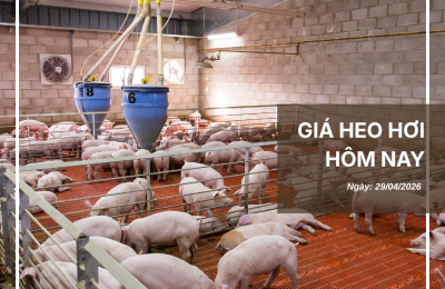 Thị trường thịt heo (10)