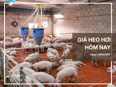 Thị trường thịt heo (10)