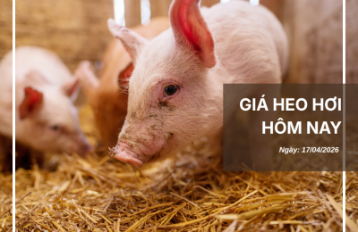 Thị trường thịt heo (2)