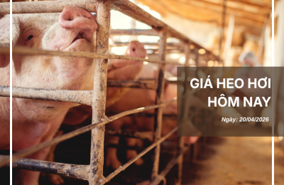 Thị trường thịt heo (3)