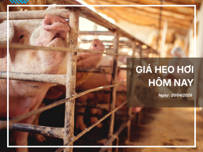 Thị trường thịt heo (3)