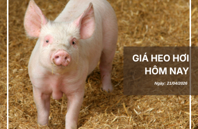 Thị trường thịt heo (4)