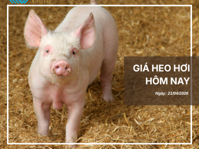 Thị trường thịt heo (4)