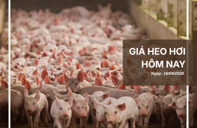 Thị trường thịt heo