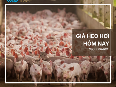 Thị trường thịt heo