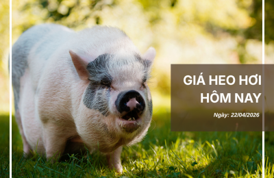 Thị trường thịt heo (6)