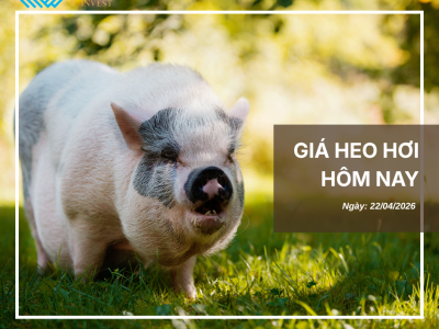 Thị trường thịt heo (6)