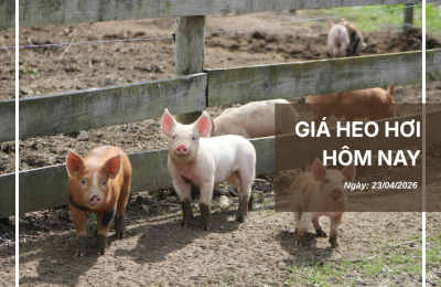 Thị trường thịt heo (7)