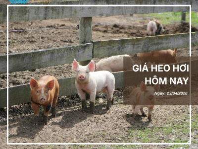 Thị trường thịt heo (7)