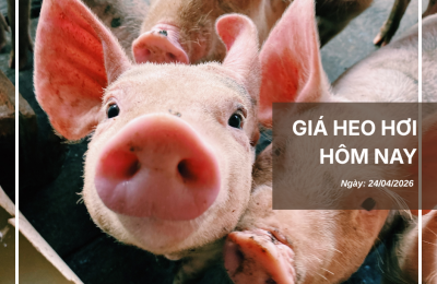 Thị trường thịt heo (8)