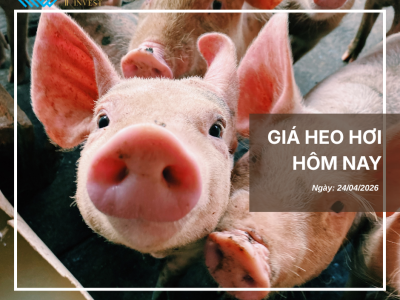 Thị trường thịt heo (8)