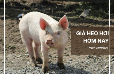 Thị trường thịt heo (9)