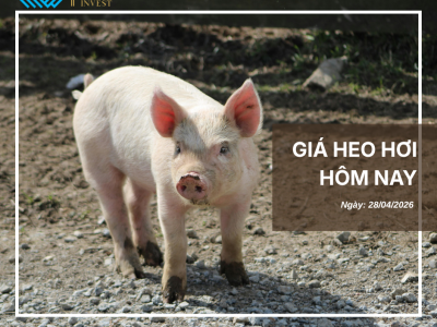 Thị trường thịt heo (9)