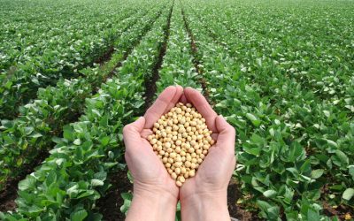 anh-slide-1-dau-tuong