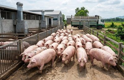 gia-heo-hoi-hom-nay-3-3-2026-anh-minh-hoa