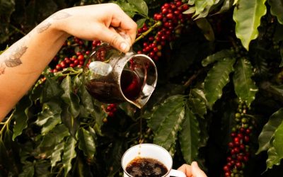 huong-vi-cua-ca-phe-brazil