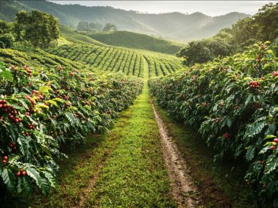 vuon-ca-phe-triu-qua-2