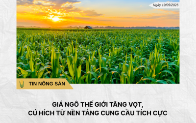 Phân tích hằng ngày (3)