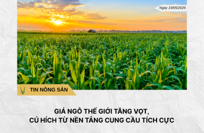Phân tích hằng ngày (3)