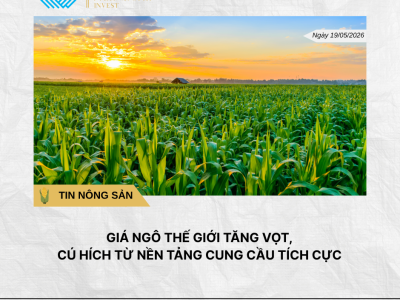 Phân tích hằng ngày (3)