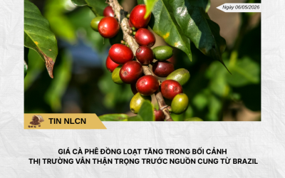 Phân tích hằng ngày