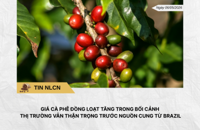 Phân tích hằng ngày