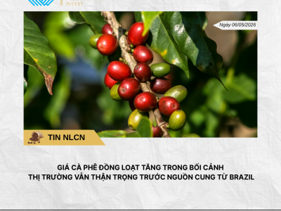 Phân tích hằng ngày