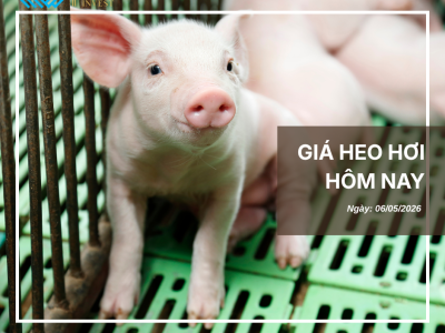Thị trường thịt heo (2)