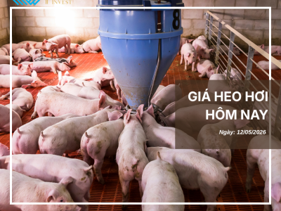 Thị trường thịt heo (5)