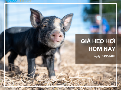 Thị trường thịt heo (8)
