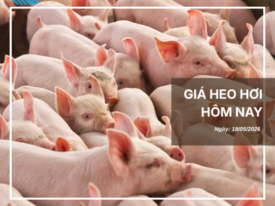 Thị trường thịt heo (9)