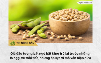 Phân tích hằng ngày (2)