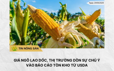 Phân tích hằng ngày (3)