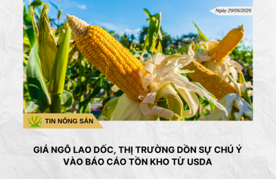Phân tích hằng ngày (3)