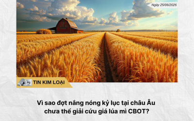 Phân tích hằng ngày