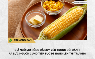 Phân tích hằng ngày (7)