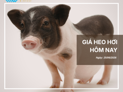Thị trường thịt heo (1)
