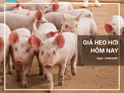 Thị trường thịt heo
