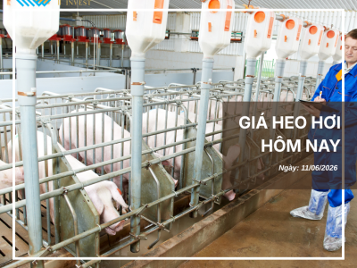 Thị trường thịt heo