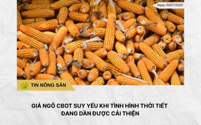 Phân tích hằng ngày (10)