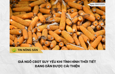 Phân tích hằng ngày (10)