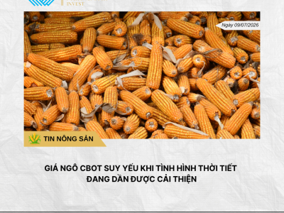 Phân tích hằng ngày (10)