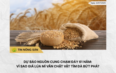 Phân tích hằng ngày (11)