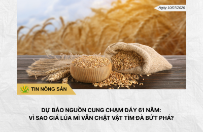 Phân tích hằng ngày (11)