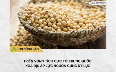 Phân tích hằng ngày (12)