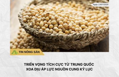 Phân tích hằng ngày (12)