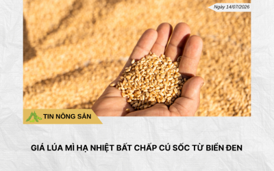 Phân tích hằng ngày (13)