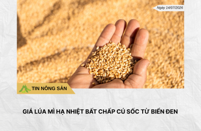 Phân tích hằng ngày (13)