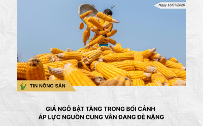 Phân tích hằng ngày (15)