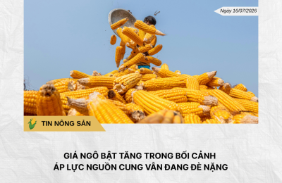 Phân tích hằng ngày (15)